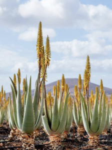 ALOE ALOE
