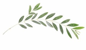 olive leaf olive leaf