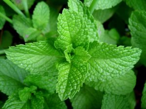 peppermint leaf peppermint leaf