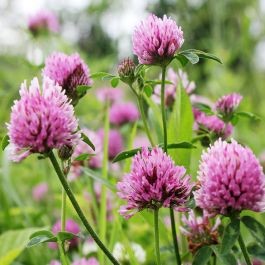 red clover red clover