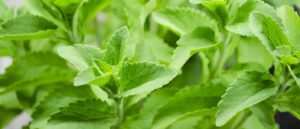 stevia stevia